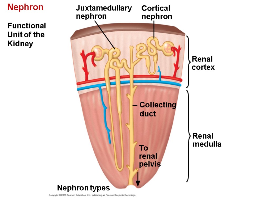 Chapter 44 Osmoregulation and Excretion. Overview A Balancing